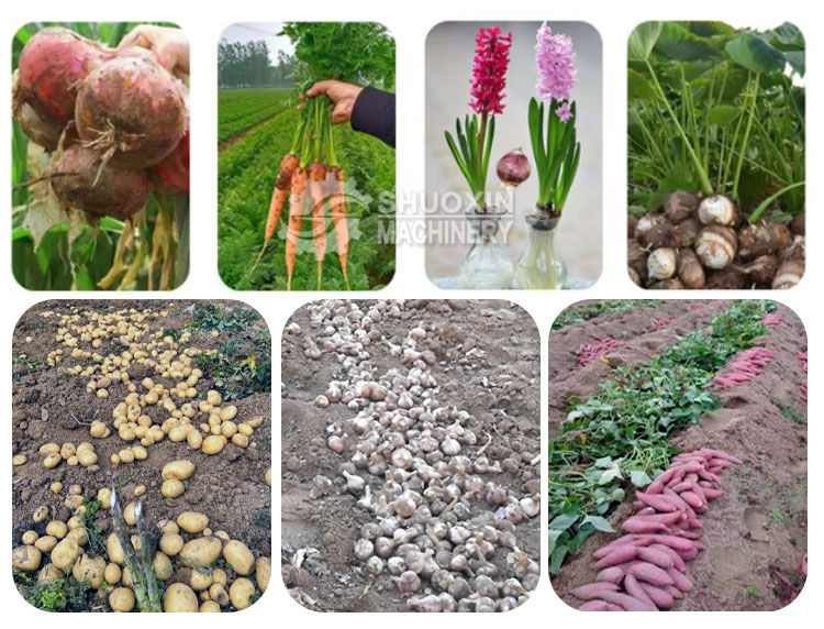 Potato Seeder Potato Seeder